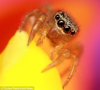 英國青年最愛拍攝蜘蛛 詭異美麗讓人著迷