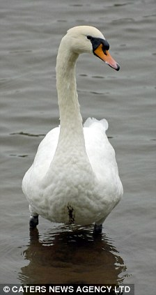 英兇殘天鵝殺死15只同類 大名“漢尼拔”或遭驅趕