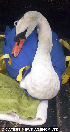 英兇殘?zhí)禊Z殺死15只同類 大名“漢尼拔”或遭驅(qū)趕