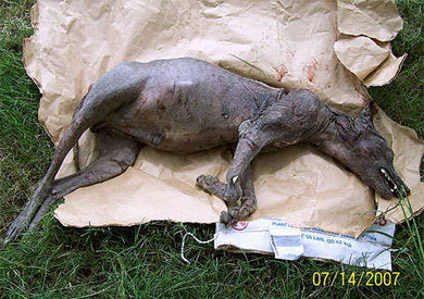 美國發現疑似“吸血怪獸”的尸體