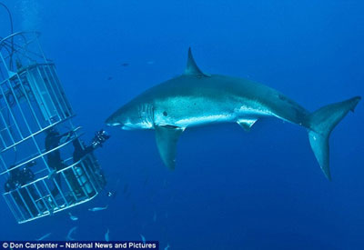 大白鯊面對(duì)鏡頭齜牙一笑 可愛亦可怕！