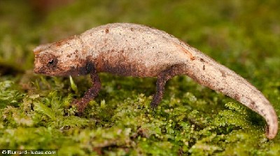 英攝影師發(fā)現(xiàn)迷你變色龍 身體比人手指甲還小