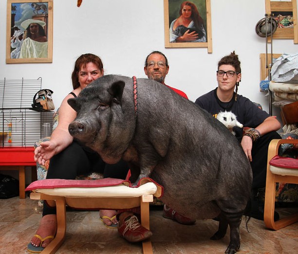 意寵物豬愛吃甜食重達90公斤 英豬寶貝游泳回家夠聰明