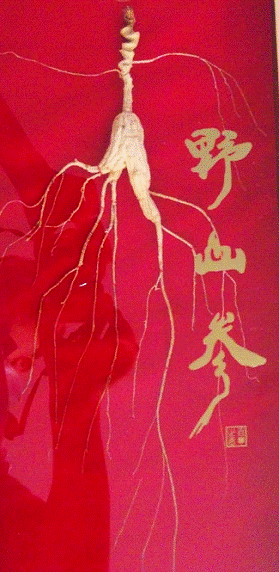 金馬甲發(fā)售野山參，認(rèn)購(gòu)價(jià)千元是否離譜？