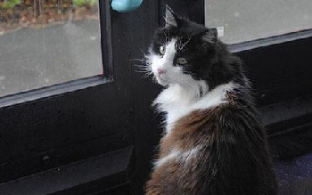 英國小貓迷上公交旅行 4年來每天定時獨自乘車兜風