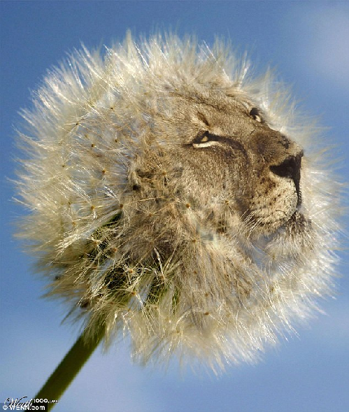 知名藝術網站擺圖片設計擂臺賽（組圖）