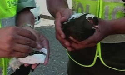 一信鴿為哥倫比亞囚犯運毒品 因負重過多“被捕”