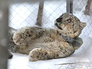 據(jù)稱俄雪豹坐直升機(jī)、關(guān)禁閉 只為等總理普京“接見(jiàn)”