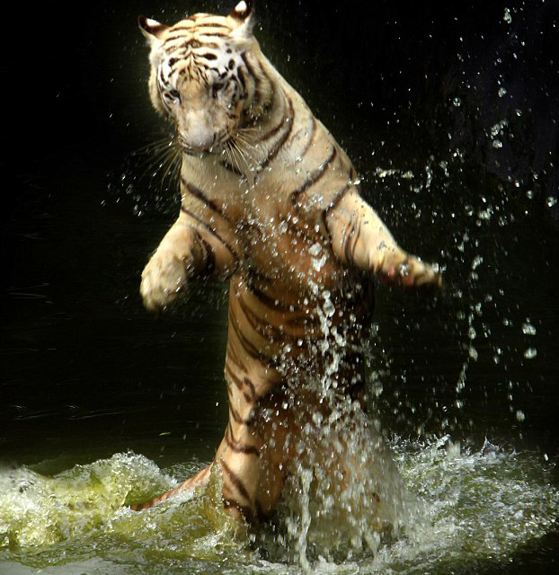 澳攝影師在泰國拍到孟加拉虎兇猛“奪食”照片