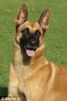 英警官誤將警犬鎖在車中悶死 自殺未遂或被指控