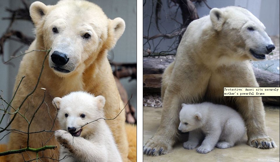 克努特妹妹德國動物園上演“處女秀” 深得寵愛萌煞人