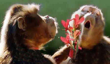 親愛的，嫁給我吧！