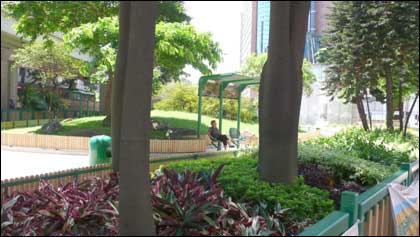 香港細節之綠化意識(組圖)