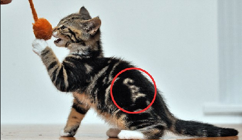 “喵喵！我是貓！” 英國虎斑貓持有天然“名片”