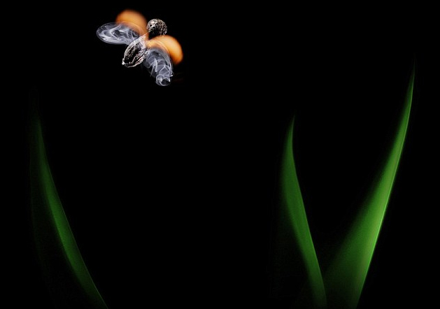 奇妙的作品！俄藝術(shù)家用火柴與火苗創(chuàng)造動物形象