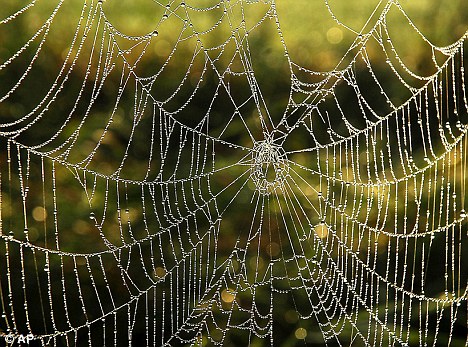 蛛網為何強于“鋼網”？蛛絲內部結構能隨壓力變化