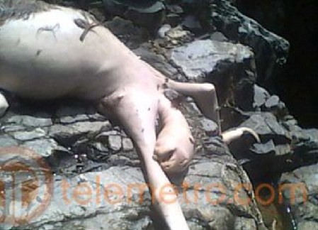 冰島百年水怪今日終現(xiàn)身？盤點(diǎn)幽藍(lán)世界詭異“怪獸”