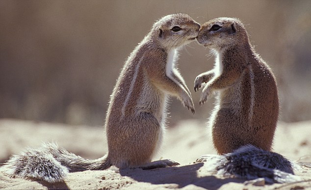 小動物情侶甜蜜浪漫 依偎、長吻令人類艷羨