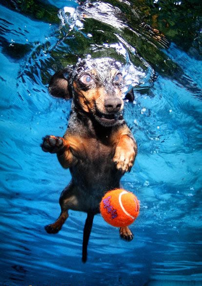 寵物犬入水銜球秀真實(shí)版“狗刨” 呲牙咧嘴妙趣橫生