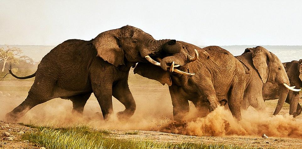 沖冠一怒為紅顏：大象上演“奪愛大戰”