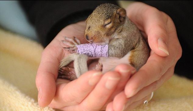 出生不久小松鼠摔傷胳膊 纏紫色繃帶“萌”翻眾人