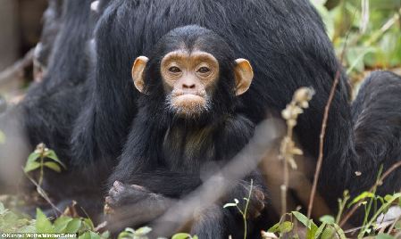 圖：小黑猩猩掙脫母親懷抱 蹣跚學步賣萌撒嬌