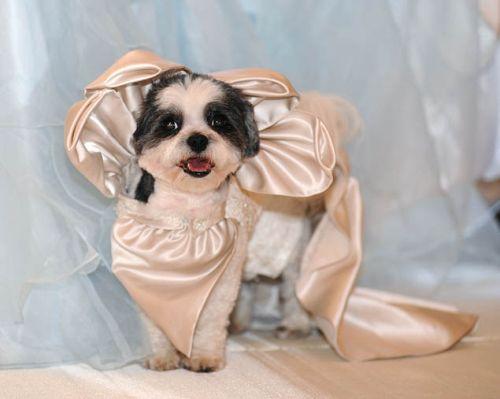 美國幸福小狗喜結連理 豪華婚禮打破世界紀錄