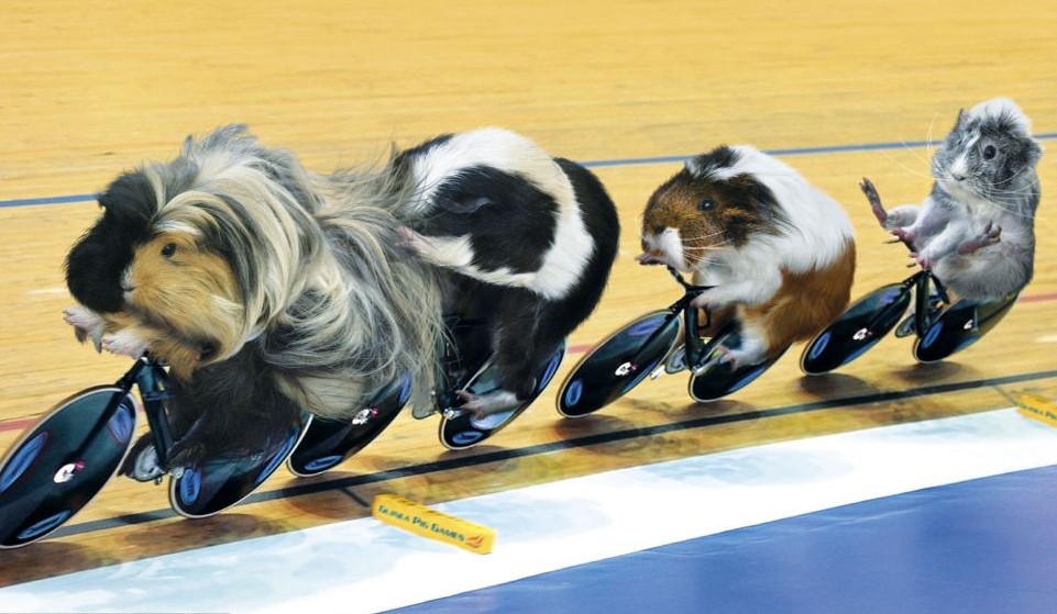 倫敦奧運會豚鼠也瘋狂 田徑跳水馬術樣樣精