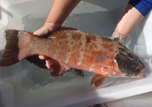 澳洲15%珊瑚鱒魚患上皮膚癌 科學家推測與強紫外線輻射有關