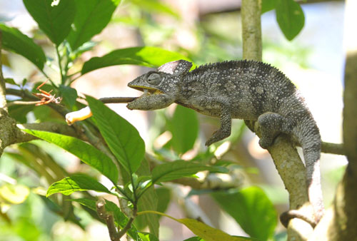 馬達(dá)加斯加：珍禽異獸多