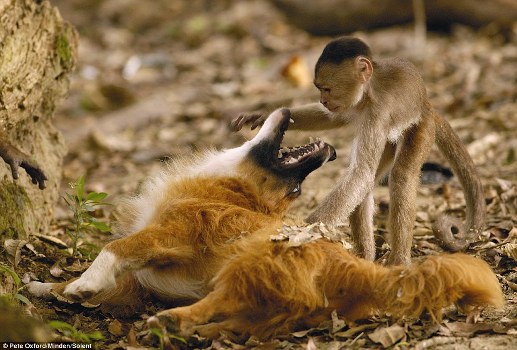 叢林小猴聰明伶俐 給狗當“牙醫”有模有樣