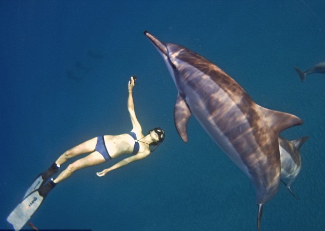 美女與海豚共泳數年成密友 海下追逐嬉鬧玩游戲