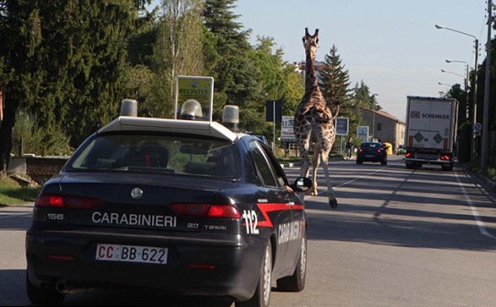 組圖:意大利馬戲團(tuán)長頸鹿逃跑 逍遙上街忙壞警察