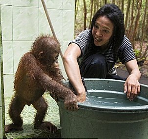 印尼小猩猩耍賴不愿洗澡 緊抓澡盆齜牙瞪腿很委屈