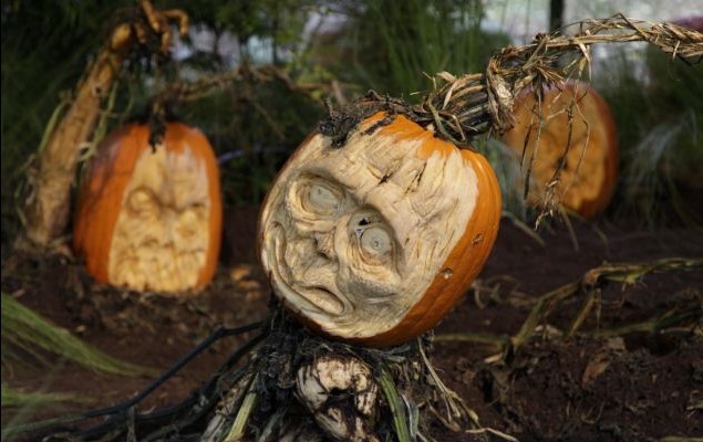 萬(wàn)圣節(jié)臨近鬼味漸濃 紐約植物園“南瓜僵尸”破土而出