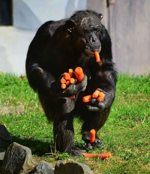 組圖：攝影師抓拍德國動(dòng)物園黑猩猩偷食胡蘿卜