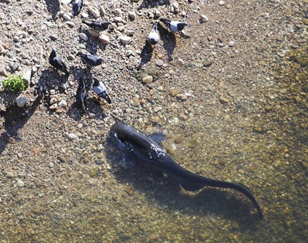 法國(guó)鯰魚上岸捕食鴿子 反常原因尚不可知