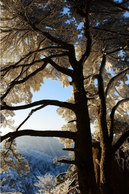 黃山現(xiàn)霧凇奇觀 “千樹(shù)萬(wàn)樹(shù)梨花開(kāi)”若琉璃世界