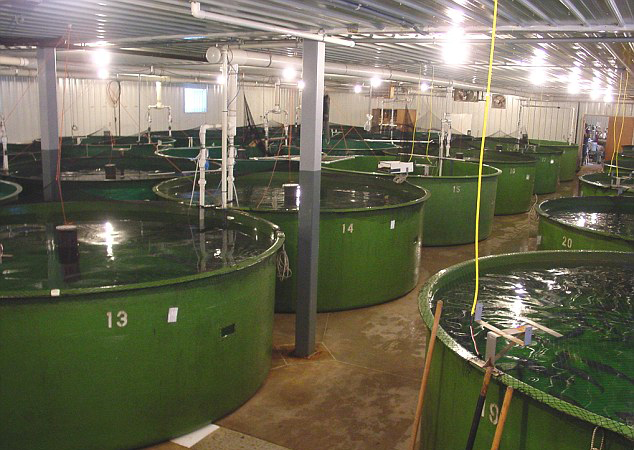 世界首條轉(zhuǎn)基因鮭魚將擺上美國(guó)餐桌 生長(zhǎng)速度快一倍