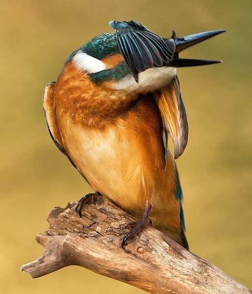 猶伸翅膀半遮面 小小翠鳥也會害羞？