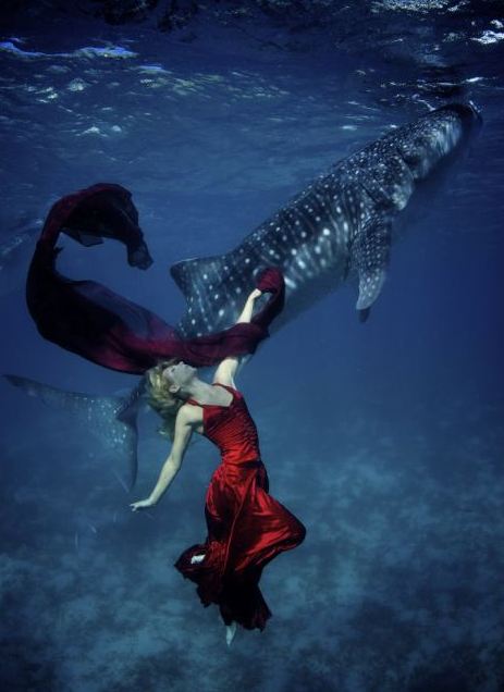 海底視覺盛宴：超模與鯊魚驚艷共舞