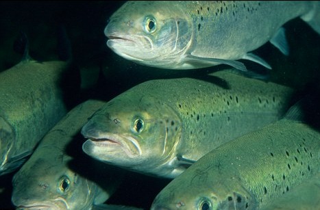 美國(guó)最新實(shí)驗(yàn)顯示:魚類沒(méi)有痛感