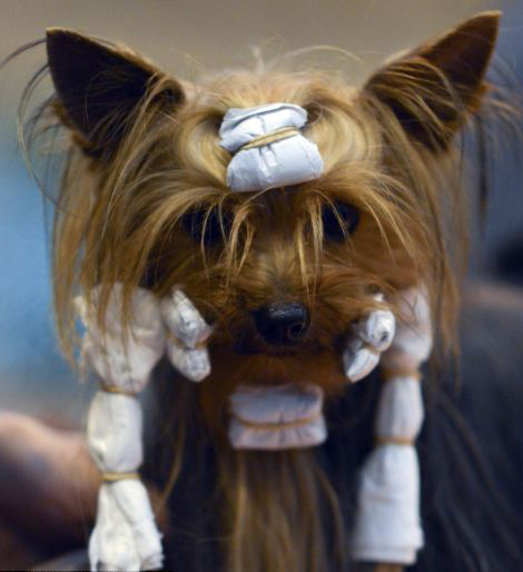 國(guó)際名犬大賽英國(guó)開幕 看狗界“名流”爭(zhēng)奇斗艷