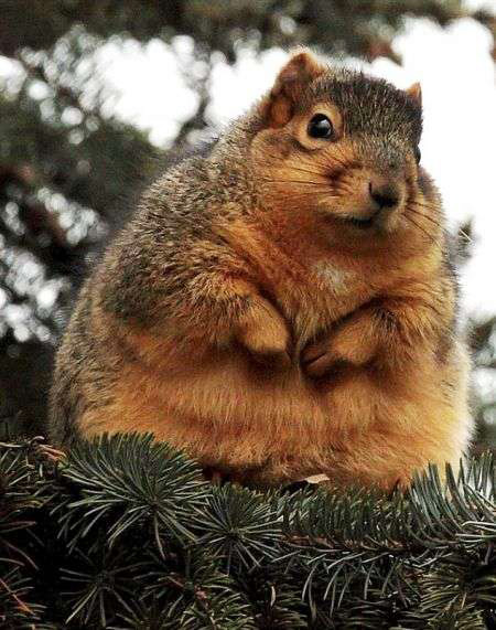 讓人忍俊不禁的動物界吃貨百態