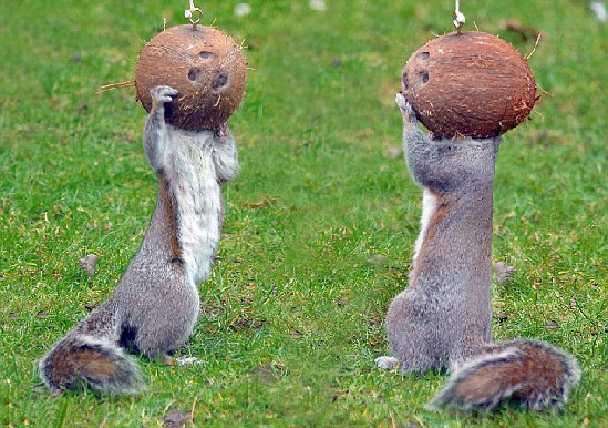 讓人忍俊不禁的動(dòng)物界吃貨百態(tài)