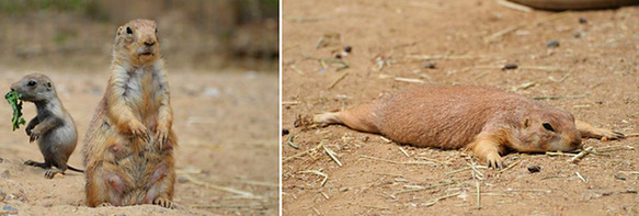讓人忍俊不禁的動物界吃貨百態