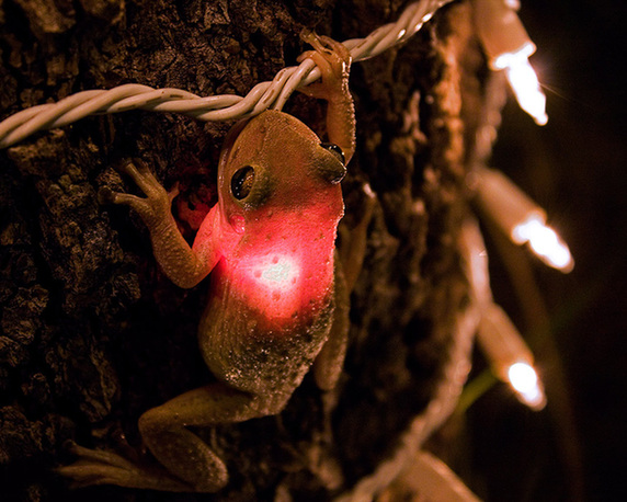 讓人忍俊不禁的動(dòng)物界吃貨百態(tài)