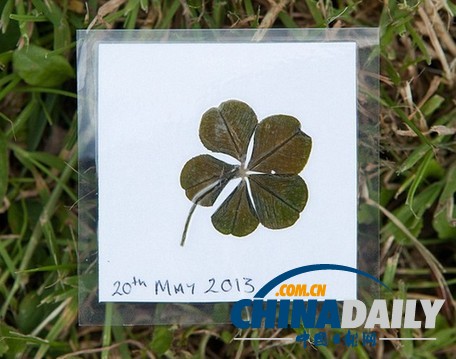 英女孩發現極其罕見五葉幸運草 出現概率兩萬分之一