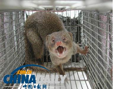 日媒：沖繩美軍基地周邊獴體內積聚高濃度致癌物質