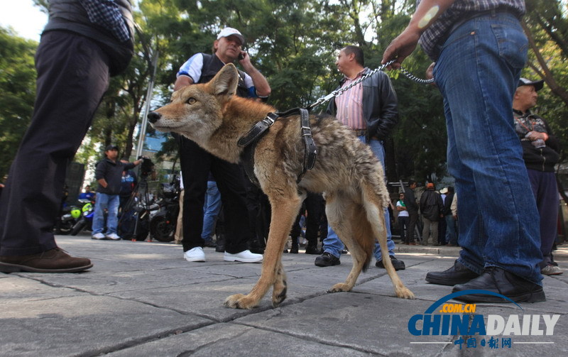 墨西哥農民騎驢騎馬示威 要求提高農產品價格